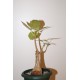 Фикус Ficus cotinifolia