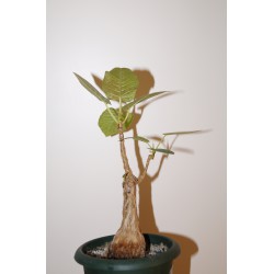 Фикус Ficus cotinifolia