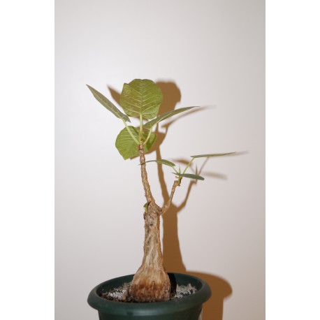 Фикус Ficus cotinifolia