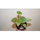 Фикус Ficus cotinifolia