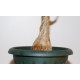 Фикус Ficus cotinifolia