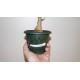 Фикус Ficus cotinifolia