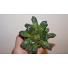 Haworthia springbokvlakensis x bayeri
