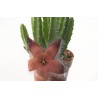 Stapelia grandiflora
