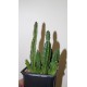 Stapelia grandiflora