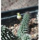 Echidnopsis specksii