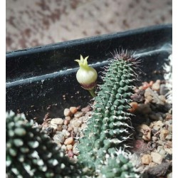 Echidnopsis specksii