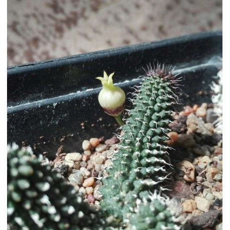 Echidnopsis specksii