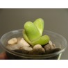 Pleiospilos nelli