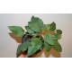Фикус Ficus brandegeei
