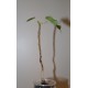 Фикус Ficus obtusifolia