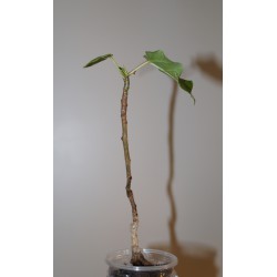 ъ26 Фикус Ficus obtusifolia
