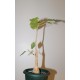 Фикус Ficus palmeri