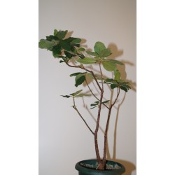 Фикус Ficus ilichina