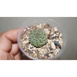 Euphorbia susannae x obesa