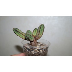 Эуфорбия Euphorbia tubiglans - Галерея