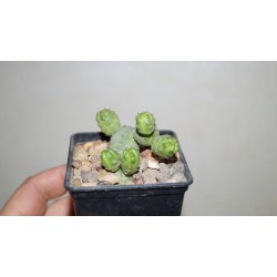 Эуфорбия Euphorbia pseudoglobosa