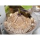 Dioscorea elephantipes
