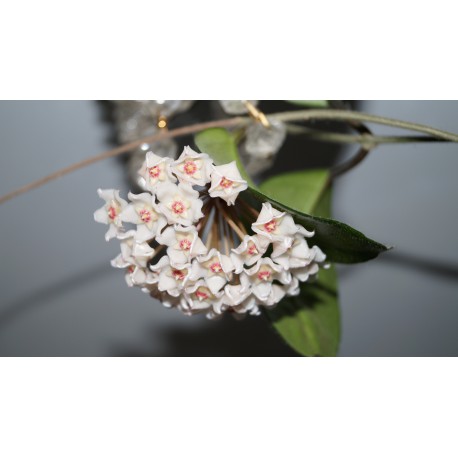 Hoya carnosa