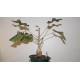 Фикус Ficus abutilifolia