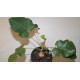 Фикус Ficus abutilifolia