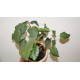 Фикус Ficus palmeri