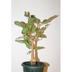 Фикус Ficus cordata - small
