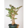Фикус Ficus cordata - small