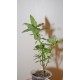 Фикус Ficus cordata