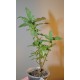 Фикус Ficus cordata