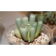Fenestraria rhopalophylla