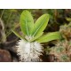 Pachypodium brevicaule