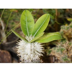 Пахиподиум Pachypodium brevicaule прививка - Галерея