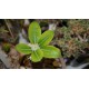 Pachypodium brevicaule