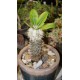 Pachypodium brevicaule