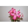 Адениум Adenium obesum цветущий