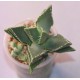 Фаукария - Faucaria tigrina