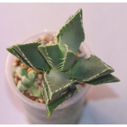 Фаукария - Faucaria tigrina