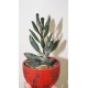 Adromischus festivus "Silver tube"