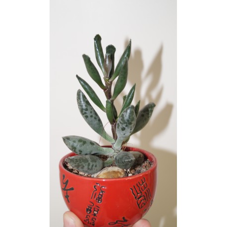 Adromischus festivus "Silver tube"