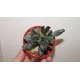 Adromischus festivus "Silver tube"
