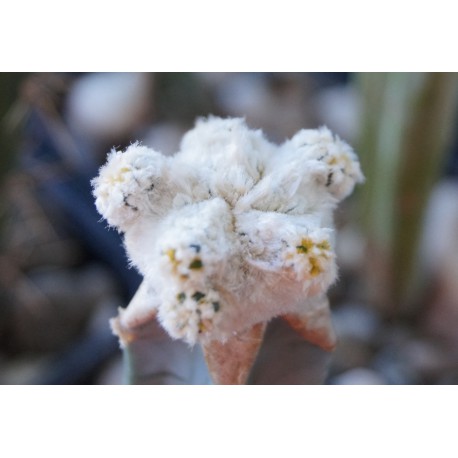 Astrophytum asterias Super White