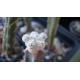 Astrophytum asterias Super White