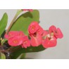Euphorbia milii Red - Молочай Миля
