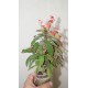 Euphorbia milii Red - Молочай Миля