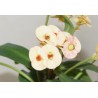 Euphorbia milii Salmon - черенок