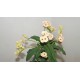 Euphorbia milii - Молочай Миля