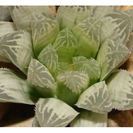 Haworthia cooperi variegata