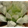 Хавортия Haworthia cooperi variegata