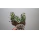 Aeonium domesticum variegata